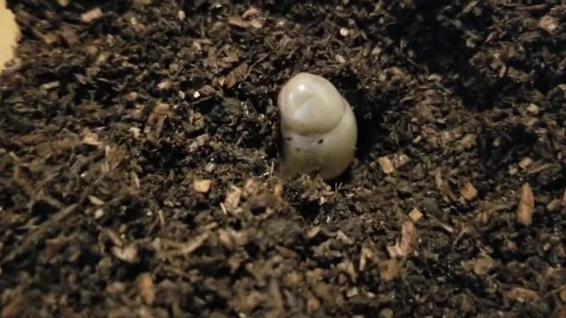 C. Atlas beetle larva смотреть онлайн
