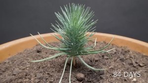 🌱 Процесс развития растений – ускоренная съемка роста растений: несколько месяцев за минуту!