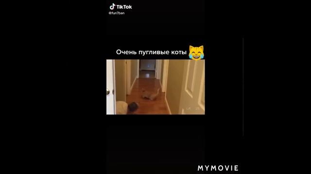 #смешные коты.😂 смотреть онлайн