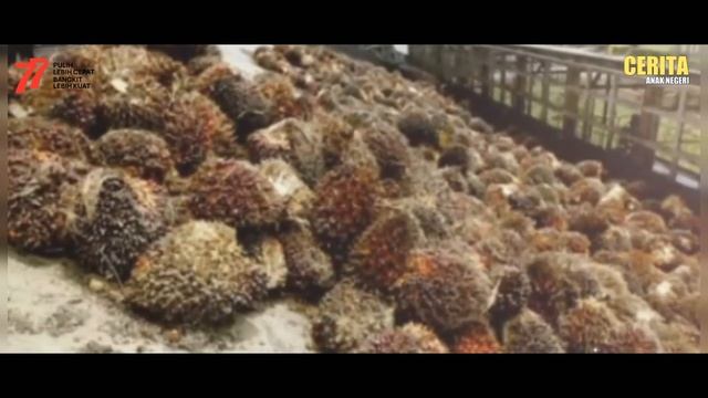 HARGA TBS KELAPA SAWIT DI ACEH SINGKIL TERUS NAIK. JADI RP 1.500 PER KILOGRAM DI TINGKAT PETANI смотреть онлайн