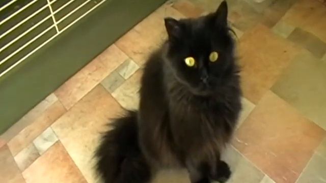 Блекки 04.04.17 .дома! смотреть онлайн