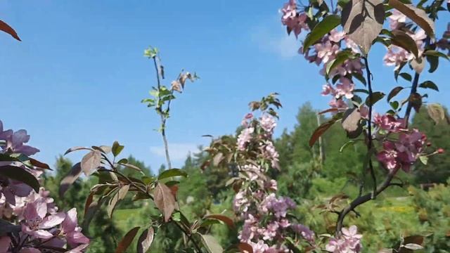 Ботанический сад ПетрГУ смотреть онлайн
