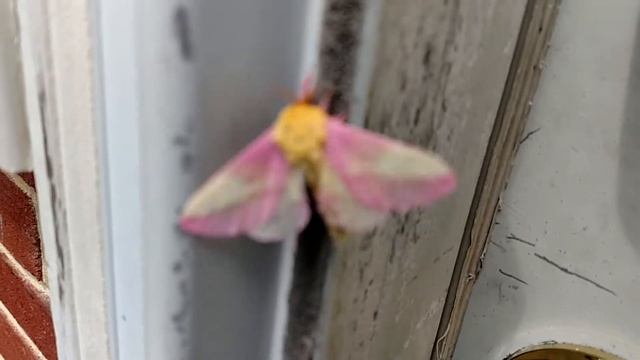 Pretty little Rosy Maple Moth смотреть онлайн