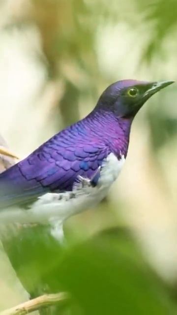 violet backed starling #shorts #viralvideo смотреть онлайн