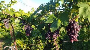 Байконур на арке, первый  опыт выращивания.