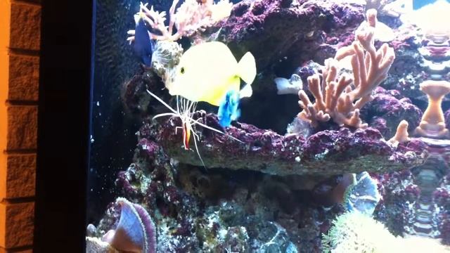 Lysmata amboinensis смотреть онлайн