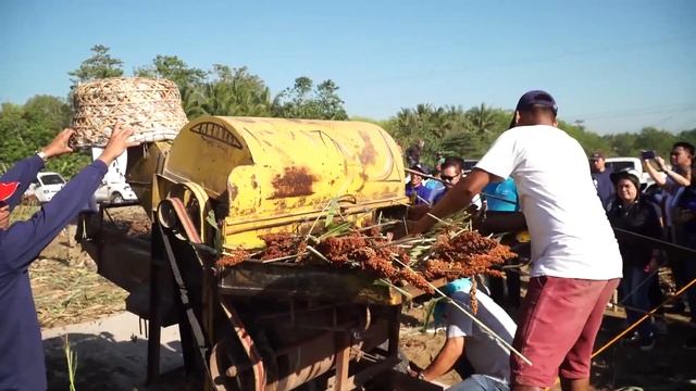 Sorghum Harvest Festival in San Vicente, Makilala ,North Cotabato смотреть онлайн