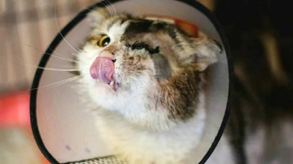 Работники столовой ЛЮБИЛИ его, но когда тот заболел решили просто усыпить