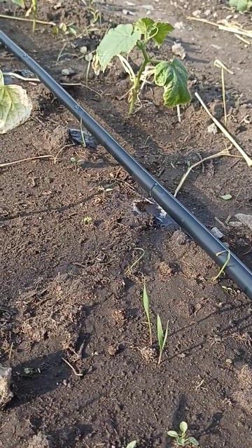 полив в теплице смотреть онлайн