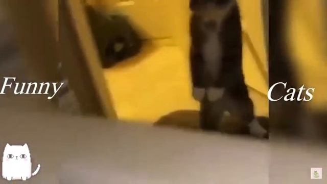 ржал целый час😆😆 смешные котики разорвали интернет новинка 2021 смотреть онлайн