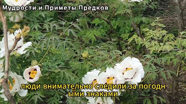 8 июня — народный праздник день Карпов день. Что можно и нельзя делать. Обряды, традиции и приметы смотреть онлайн