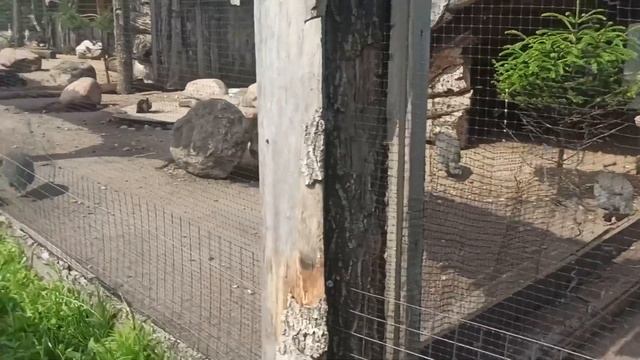 Парк животных Диприз. Пешеходная зона Сказочный мир смотреть онлайн