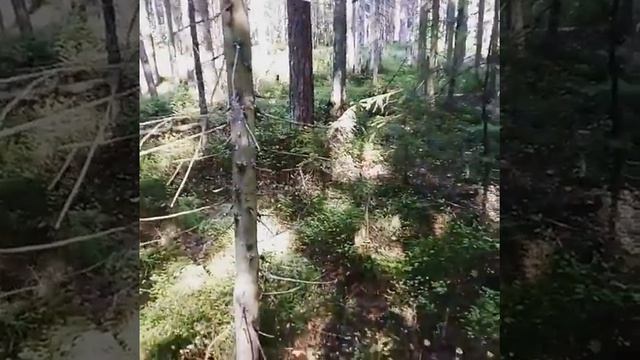 Вы зайца не видели? смотреть онлайн