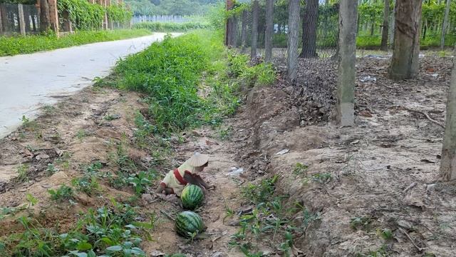 CUTIS Enlisted Rickshaw Harvest Watermelon For Sale! Feed Sick Yen Nhi смотреть онлайн