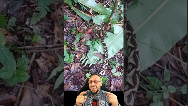 Jararacuçu se mordeu смотреть онлайн