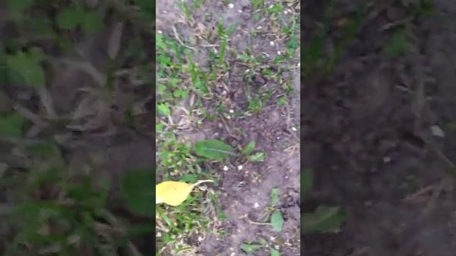 что такое муравьиный лёт смотреть онлайн