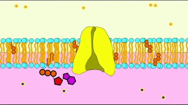 AP1: NEURON: SODIUM POTASSIUM EXCHANGE PUMP смотреть онлайн