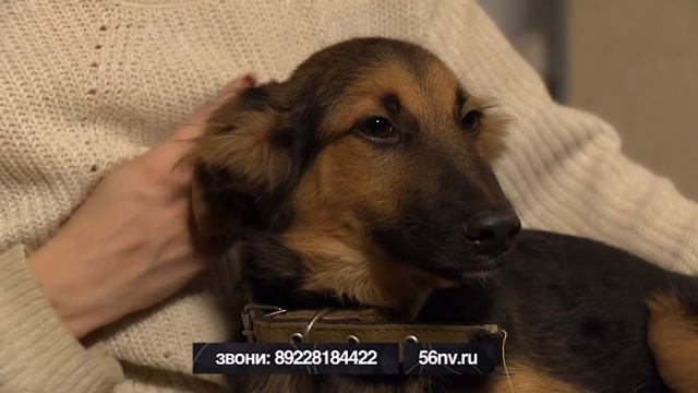 Шанс Граф октябрь 2017 смотреть онлайн
