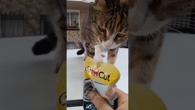 Yoğurt Yiyen Kedi - Cat eating yogurt #GimCat смотреть онлайн