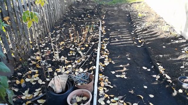 31 сутки моим перепелам смотреть онлайн