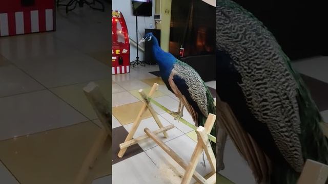спой птичка смотреть онлайн