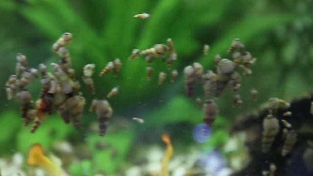 Wall of Snails смотреть онлайн