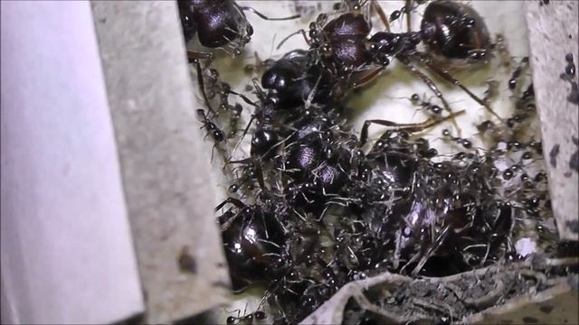 Ants - Carabera Diversa - the begining смотреть онлайн