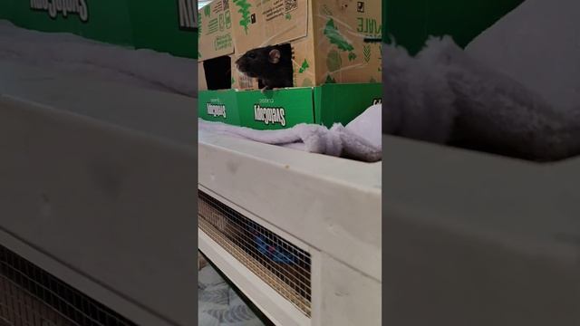 Кто-то с утра бегает, а кто-то как всегда лазит где не надо☺☺☺☺ смотреть онлайн