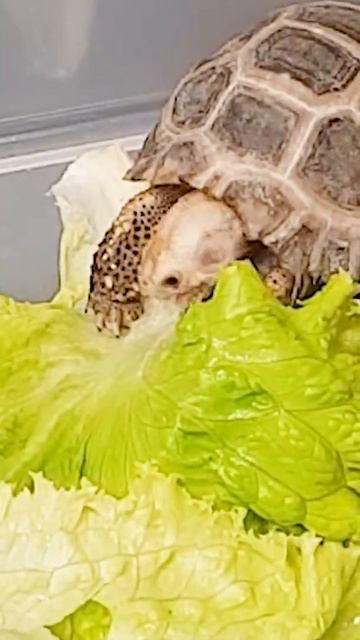 Land turtle's eating show 7 #Shorts смотреть онлайн