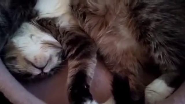 Три стихотворения про кошек 🐱 смотреть онлайн