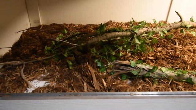 Feeding BIG SNAKES , ANACONDA , Argentine BOA , GHOST, BOA CONSTRICTOR смотреть онлайн