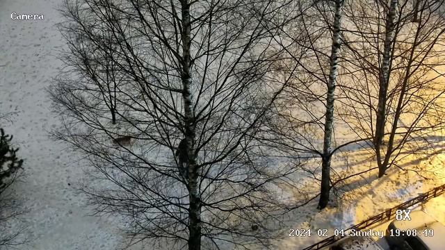 04 февраля 2024 года 19 час собачники, отключение камеры смотреть онлайн