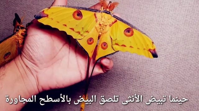 Madagascar moon moth смотреть онлайн