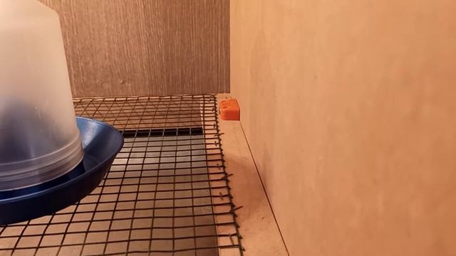 civciv büyütme kafesi anakucağı смотреть онлайн