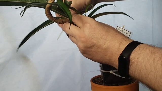 √4 фикус 112 Бенджамина (Бонсай)