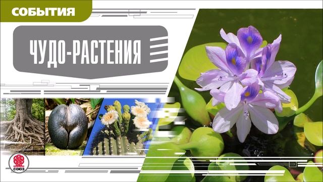 ЧУДО-РАСТЕНИЯ. Аудиокнига. Время События Люди! смотреть онлайн