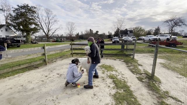 Edel Haus Alpaca Farm Wall Township New Jersey 2020 family fun outing смотреть онлайн