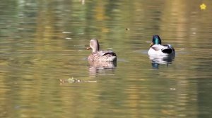 Учим звуки животных по системе Монтессори  Как говорят животные для детей