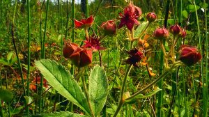 Сабельник болотный,заготовка в октябре