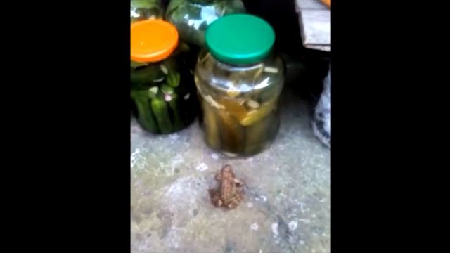 Лягушка.Медитация. смотреть онлайн