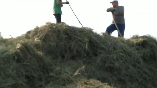 Трактармен шөпті жинау смотреть онлайн