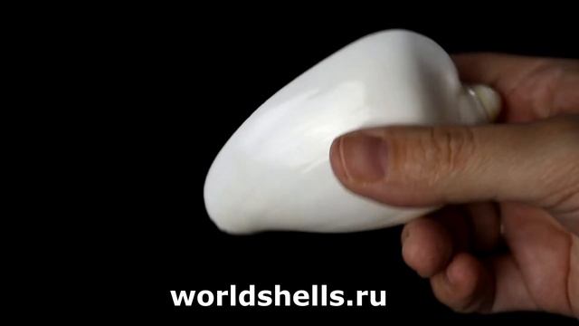 Цимбиола нобилис белая 8 см. смотреть онлайн