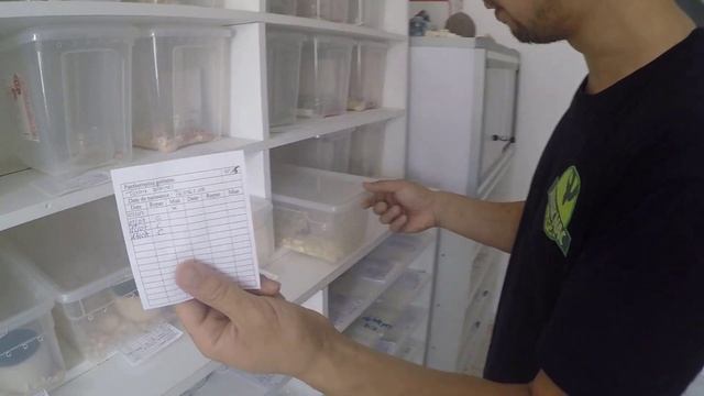 Résultat des pontes de Pantherophis guttatus 2019 смотреть онлайн