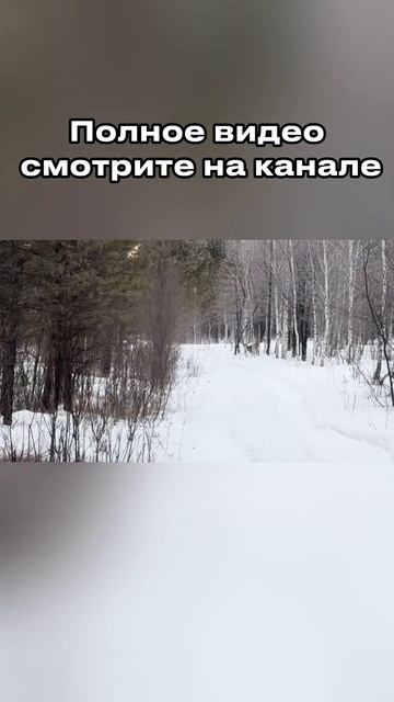 Тайга. Полное видео уже на канале смотреть онлайн