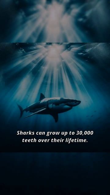 Shark Dentistry: A Lifetime of Teeth смотреть онлайн