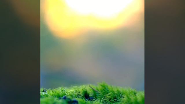 Golden Sun Meditation with Irene смотреть онлайн
