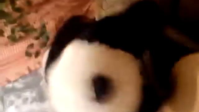Накуренная панда))))))))))))))))))))) смотреть онлайн