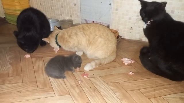 Виртуальная прогулка «Братья наши меньшие» к Международному дню животных смотреть онлайн