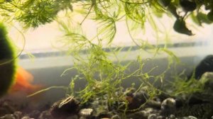 Родильный дом для рыбок своими руками