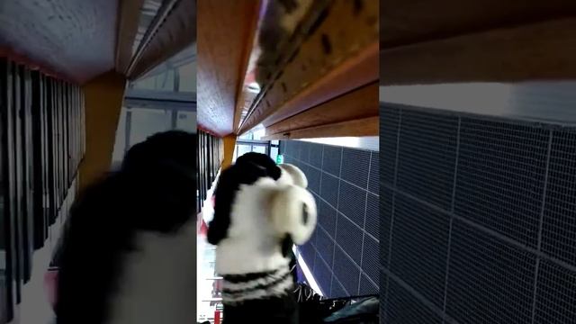 Pianoa Myrtsis 17.3.2020 osa 2 смотреть онлайн